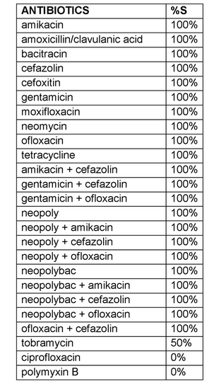 Streptococcus mitis